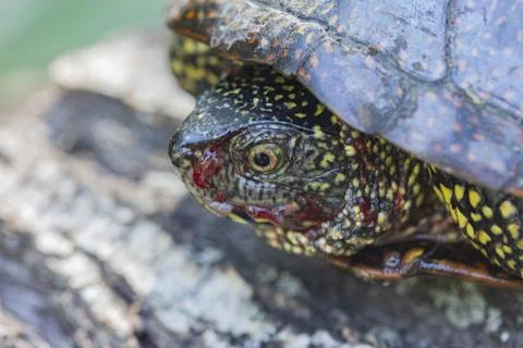 Marsh turtle with a bloodied muzzle on a lying stump, macro Stock Photos