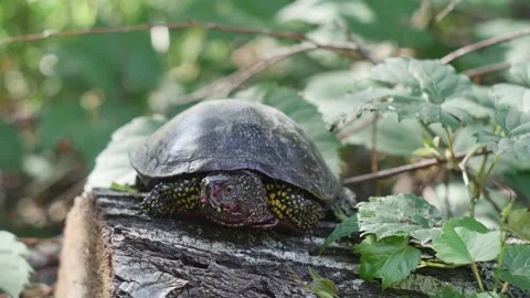 Marsh turtle with a bloodied muzzle on a stump in a clearing 스톡 동영상 205341978