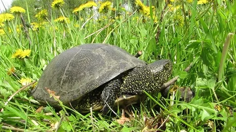 Marsh turtle crawls away from the lawn of flowers Emys orbicularis Video stock 153982765