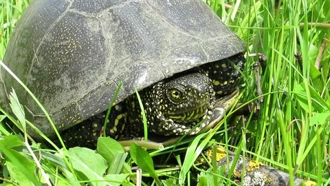 Marsh turtle green grass Emys orbicularis Video stock 153628695