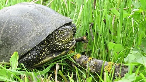 Marsh turtle in green grass  Emys orbicularis Stock Footage 153631854