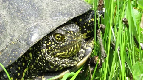 Marsh turtle hides its head in its shell Emys orbicularis Video stock 153631101