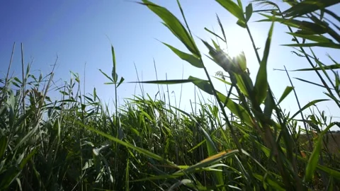 Marsh vegetation develops in the wind in the Crimea. Video stock 309872997