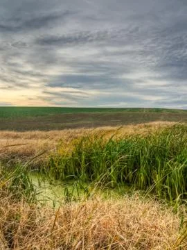 Marsh vegetation Foto stock