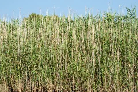 Marsh vegetation Stock Photos