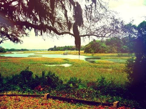 Marsh view 库存照片