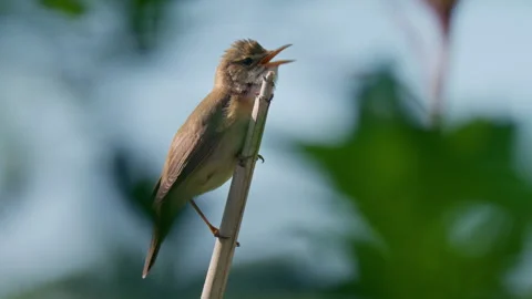 Marsh warbler (Acrocephalus palustris) singing in the reeds Stock Footage 279673671