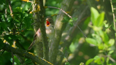Marsh warbler (Acrocephalus palustris) singing in the reeds Video stock 279674018