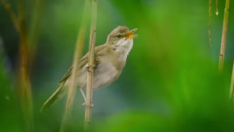 Marsh warbler (Acrocephalus palustris) singing in the reeds Stock Footage 279674891