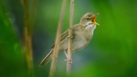 Marsh warbler (Acrocephalus palustris) singing in the reeds Stock Footage 279674908