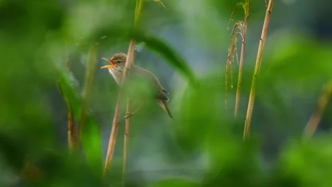 Marsh warbler (Acrocephalus palustris) singing in the reeds Video stock 279675967