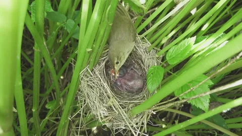 Marsh warbler feeds the Common Cuckoo chick in its nest. Bird nest Stock-Footage 155721465