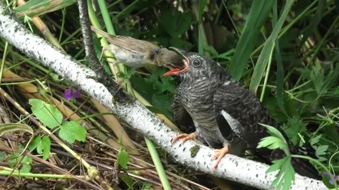 Marsh warbler feeds the cuckoo Stock Footage 170479744