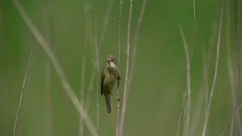 Marsh warbler Stock Footage 143801769