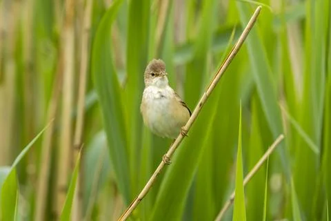 Marsh warbler Stock Photos