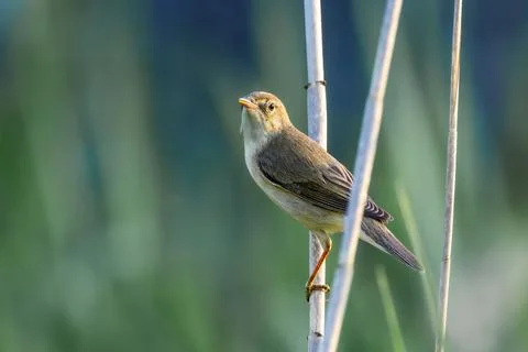 Marsh warbler on reed twig at sunset Stock Photos