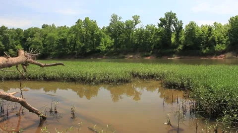 Marsh water Video stock 45399667