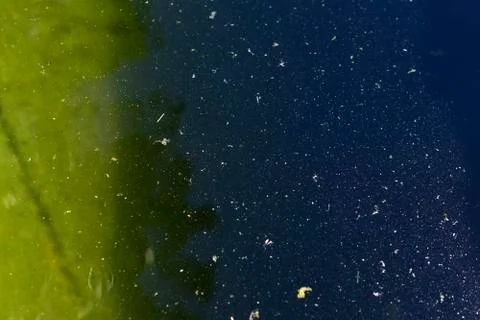 Marsh water with mud and algae on the surface in summer Foto stock
