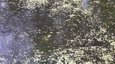 Marsh water surface 4k Stock Footage 92326415