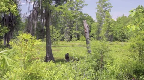 Marsh Wetlands Swamp Stock Footage 7763989