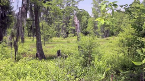 Marsh Wetlands Swamp Stock Footage 7764012