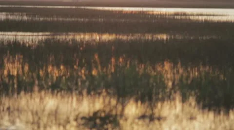 Marsh Wetlands Swamp Stock Footage 12421983