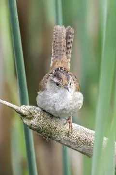 Marsh wren bird Foto stock