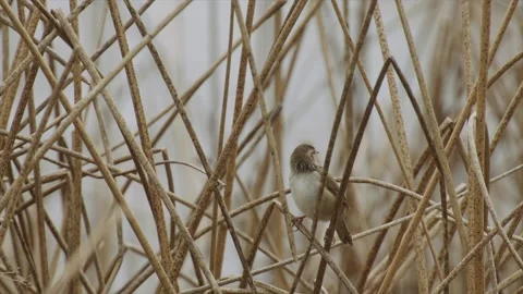 Marsh wren in cattails in marsh, 2k Stock Footage 153699138
