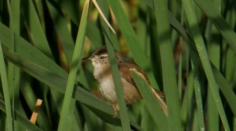 Marsh Wren Stock Footage 282692