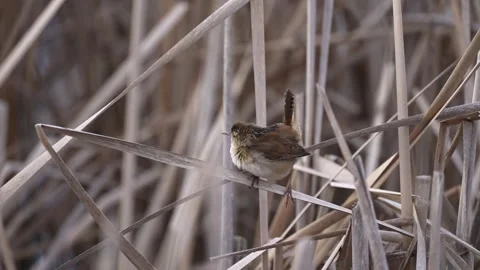 Marsh Wren Perched on Dry Reed in Wetland Vídeo Stock 335938247