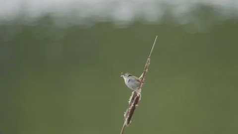 Marsh wren perched on reed with feather caught on bill, 4k Stock Footage 168767297