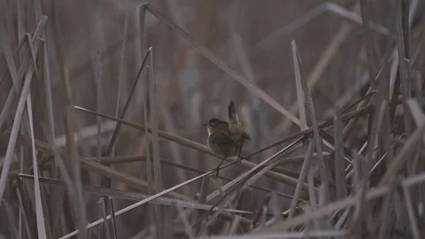 Marsh Wren Perched in Reeds Before Flying Away Stock Footage 335841675