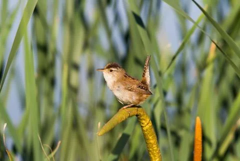 Marsh Wren 스톡 사진