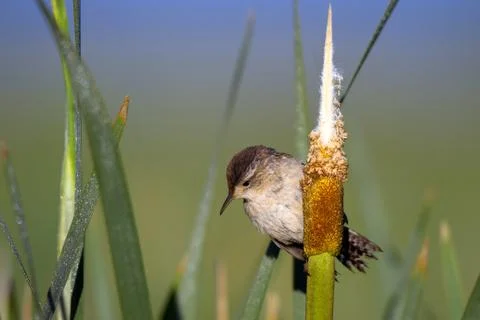 Marsh Wren Stock Photos