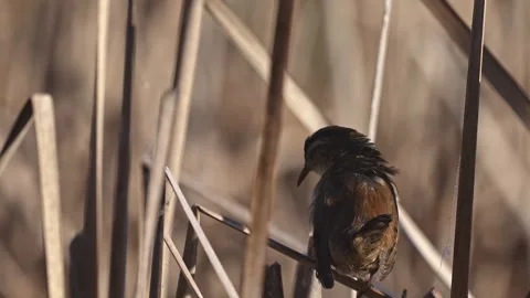 Marsh Wren Preening and Singing on Dry Marsh Reeds – Close Up Stock Footage 338030336