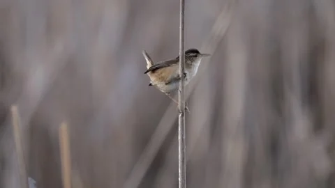 Marsh Wren Quick Movement on Reed Before Flying Away Stock Footage 335893016