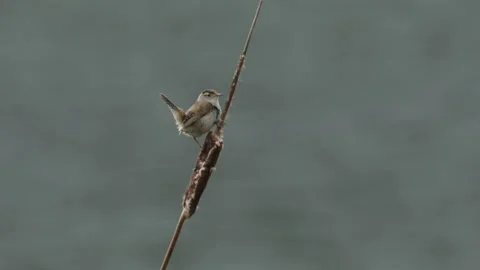 Marsh wren singing while perched on a cattail seed head, 4k Stock Footage 168767667