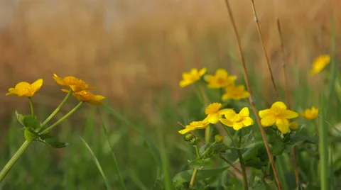 Marsh_marigold 스톡 동영상 49159230