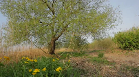 Marsh_marigold_tree 스톡 동영상 49159102