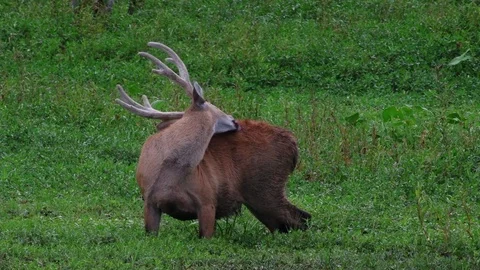 Marshdeer cleaning himself after rain Stock Footage 72794081