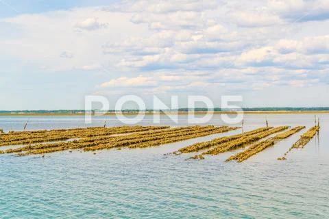 Marshes and oyster farms on the Ile aux Oiseaux near Arcachon, France. Stock Photos