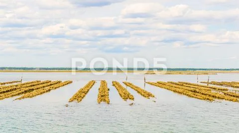 Marshes and oyster farms on the Ile aux Oiseaux near Arcachon, France. Stock Photos