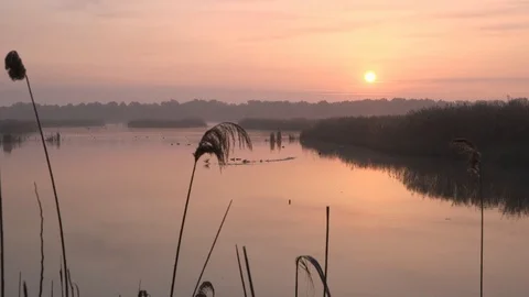 Marshes at dawn Stock Footage 113296238