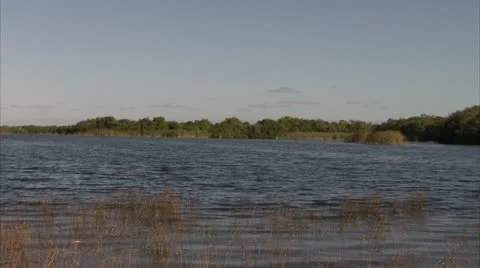 Marshes Video stock 12761412