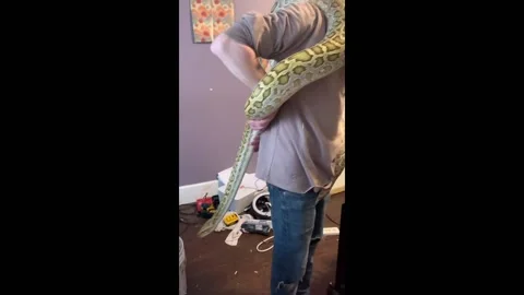 Marshfield, USA resident shows off massive serpent Stock Footage 276731275