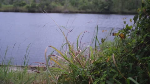 Marshgrass in Wind Stock Footage 320435095