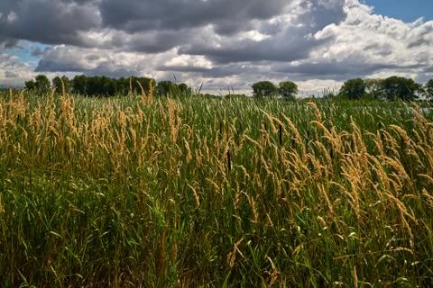 Marshland and Clouds 写真素材