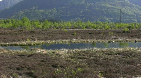 Marshland and lake in Bavaria Chiemgau Germany Stock Footage