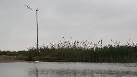 A Marshland And A Seagull On A Post Video stock 125702707