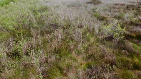 Marshland Fly Over 03 Stock Footage 91465767
